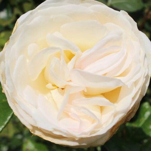 Consciousness Changes Everything